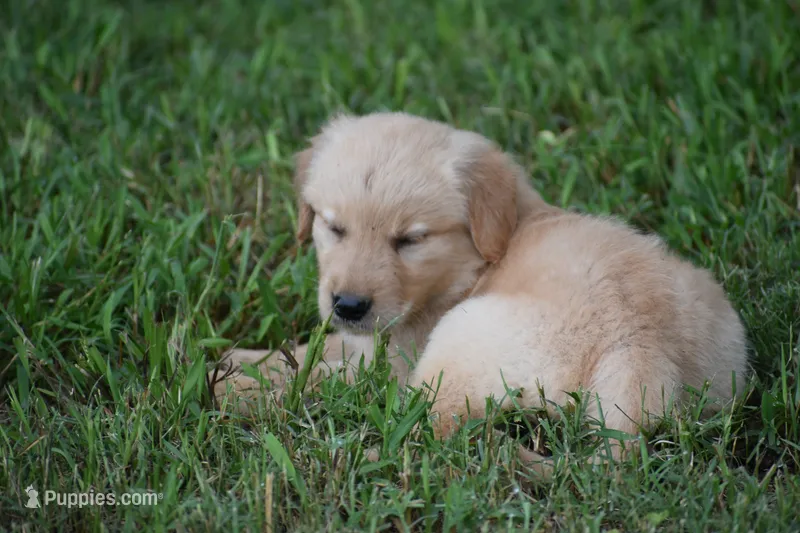 Summer – Golden Retriever puppy for sale in Graham, NC