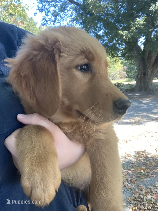 Maggie – Golden Retriever puppy for sale in Graham, NC