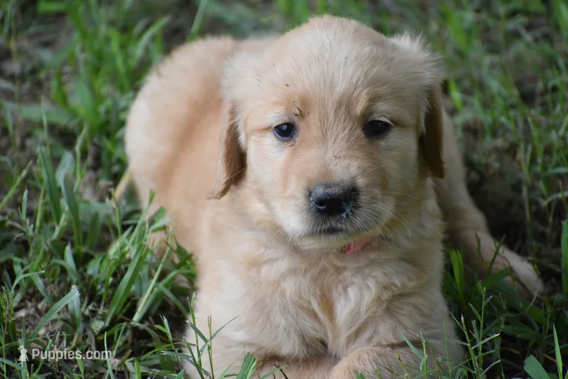 Rosie – Golden Retriever puppy for sale in Graham, NC
