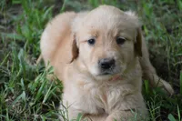 Rosie, a female Golden Retriever for sale in Graham, NC – 1 of 4