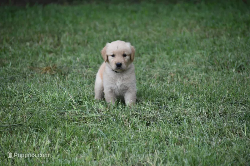 Dixie – Golden Retriever puppy for sale in Graham, NC