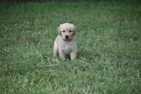 Dixie, a female Golden Retriever for sale in Graham, NC – 1 of 4