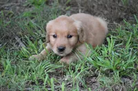 Eddy, a male Golden Retriever for sale in Graham, NC – 2 of 4
