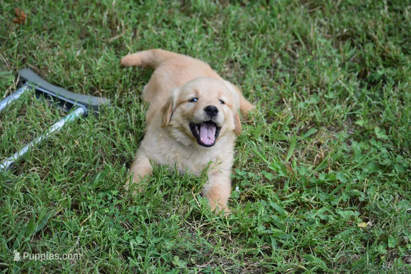 Daisy – Golden Retriever puppy for sale in Graham, NC