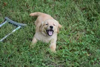 Daisy, a female Golden Retriever for sale in Graham, NC – 1 of 4