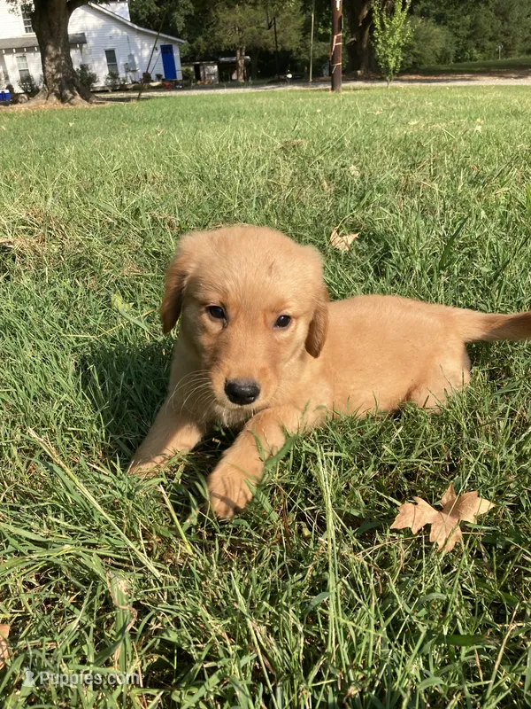 Maggie – Golden Retriever puppy for sale in Graham, NC