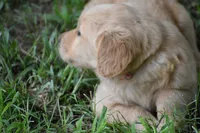 Rosie, a female Golden Retriever for sale in Graham, NC – 2 of 4
