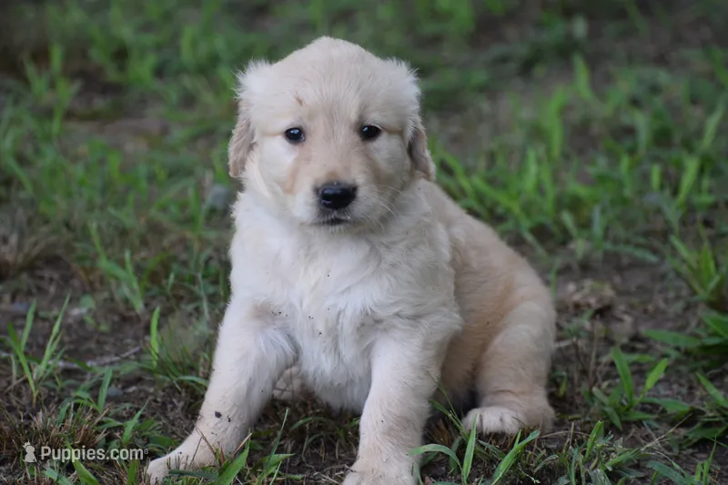 Emmy – Golden Retriever puppy for sale in Graham, NC