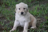 Emmy, a female Golden Retriever for sale in Graham, NC – 1 of 4