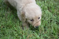 Princess, a female Golden Retriever for sale in Graham, NC – 2 of 2