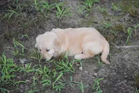Emmy, a female Golden Retriever for sale in Graham, NC – 2 of 4