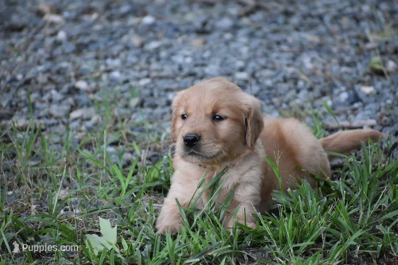 Eddy – Golden Retriever puppy for sale in Graham, NC