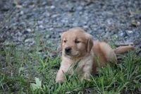 Eddy, a male Golden Retriever for sale in Graham, NC – 1 of 4