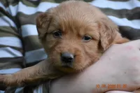 Joe, a male Golden Retriever for sale in Graham, NC – 2 of 4