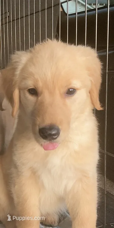 Dixie – Golden Retriever puppy for sale in Graham, NC