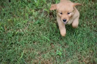 Maggie, a female Golden Retriever for sale in Graham, NC – 2 of 4