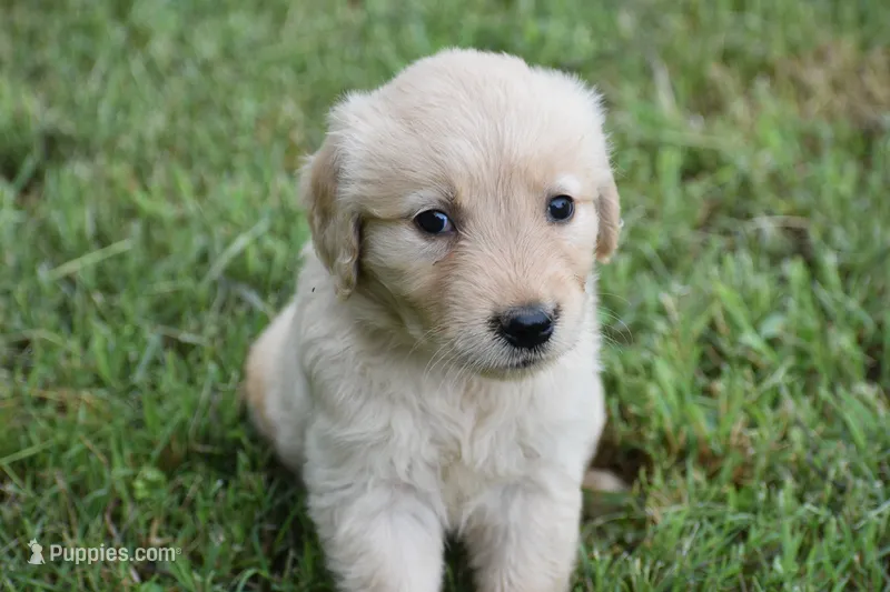 Princess – Golden Retriever puppy for sale in Graham, NC