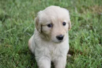 Princess, a female Golden Retriever for sale in Graham, NC – 1 of 2