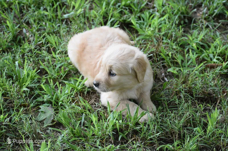 Summer – Golden Retriever puppy for sale in Graham, NC