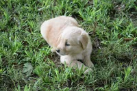 Summer, a female Golden Retriever for sale in Graham, NC – 2 of 4