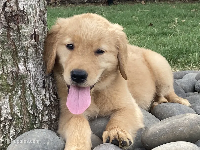 Rosie – Golden Retriever puppy for sale in Graham, NC