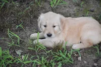 Dixie, a female Golden Retriever for sale in Graham, NC – 2 of 4