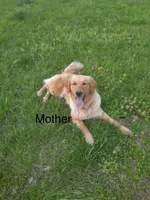 Daisy, a female Golden Retriever for sale in Graham, NC – 4 of 4