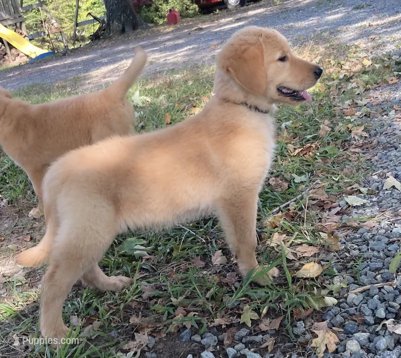 Dixie – Golden Retriever puppy for sale in Graham, NC