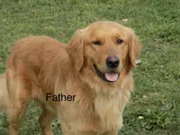 Daisy, a female Golden Retriever for sale in Graham, NC – 3 of 4
