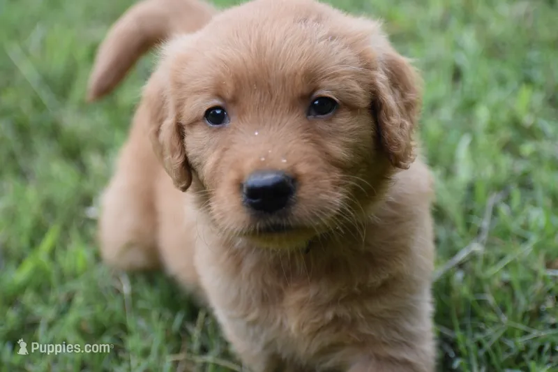 Joe – Golden Retriever puppy for sale in Graham, NC