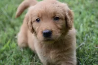 Joe, a male Golden Retriever for sale in Graham, NC – 1 of 4