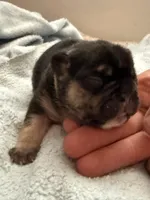Brownie - BLACK & TAN, a male French Bulldog for sale in Dunnellon, FL – 4 of 7