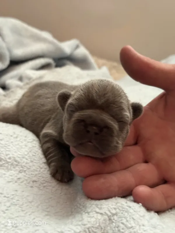 Purple -  RARE SOLID BLUE  – French Bulldog puppy for sale in Dunnellon, FL