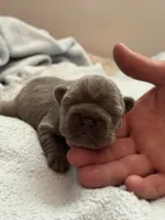 Purple -  RARE SOLID BLUE , a female French Bulldog for sale in Dunnellon, FL – 1 of 4