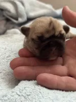 Yellow , a female French Bulldog for sale in Dunnellon, FL – 2 of 5
