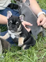 Brownie - BLACK & TAN, a male French Bulldog for sale in Dunnellon, FL – 3 of 9