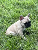 Yellow , a female French Bulldog for sale in Dunnellon, FL – 4 of 10