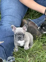 Blue - RARE COLORING, a male French Bulldog for sale in Dunnellon, FL – 5 of 9