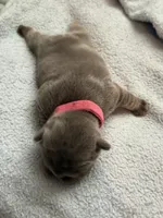 Pink - RARE SOLID BLUE, a female French Bulldog for sale in Dunnellon, FL – 4 of 4