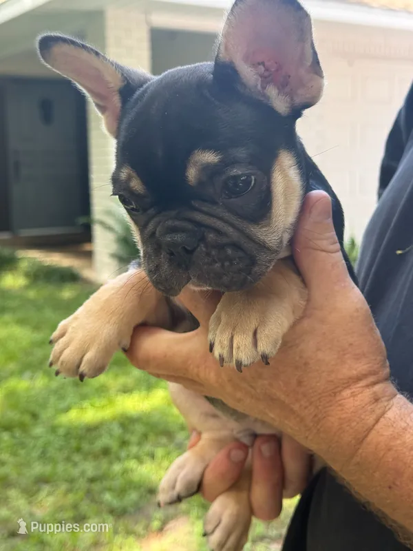 Brownie - BLACK & TAN – French Bulldog puppy for sale in Dunnellon, FL