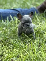 BLUE and TAN, a female French Bulldog for sale in Dunnellon, FL – 2 of 10