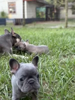 BLUE and TAN, a female French Bulldog for sale in Dunnellon, FL – 3 of 10