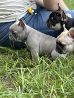 Blue - RARE COLORING, a male French Bulldog for sale in Dunnellon, FL – 7 of 9