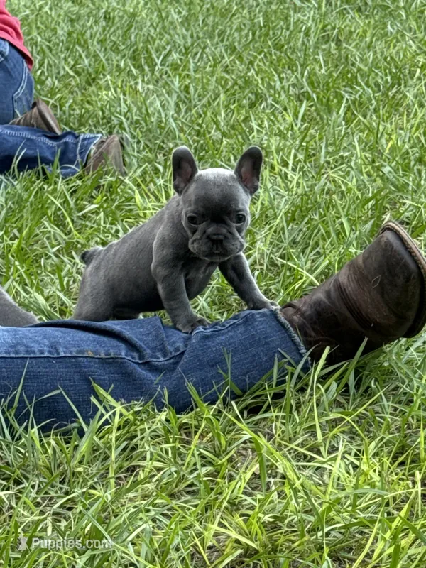 Purple -  RARE SOLID BLUE  – French Bulldog puppy for sale in Dunnellon, FL