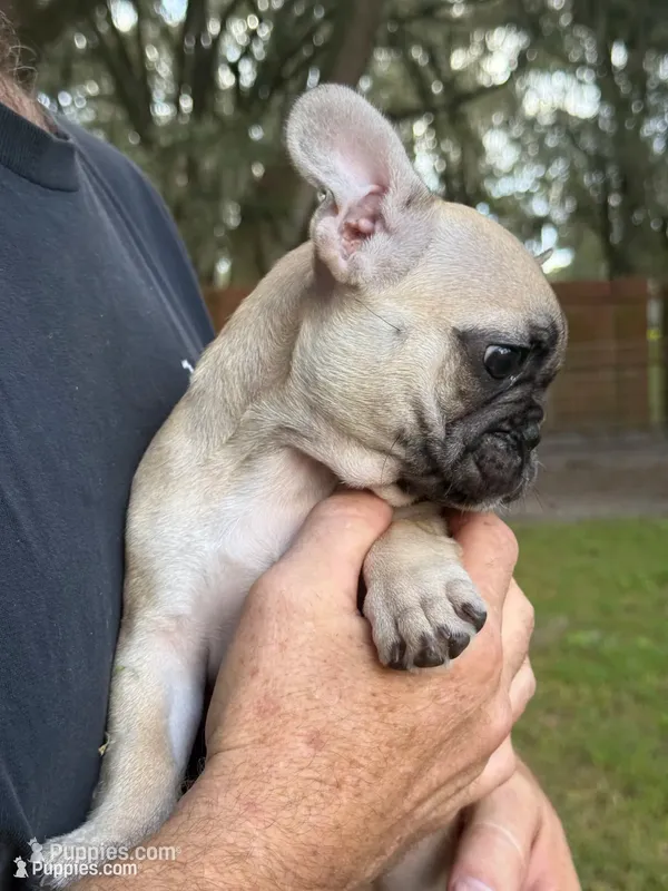 Twinkie - Fawn – French Bulldog puppy for sale in Dunnellon, FL