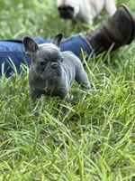 BLUE and TAN, a female French Bulldog for sale in Dunnellon, FL – 5 of 10