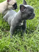 Purple -  RARE SOLID BLUE , a female French Bulldog for sale in Dunnellon, FL – 4 of 8