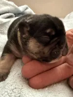 Brownie - BLACK & TAN, a male French Bulldog for sale in Dunnellon, FL – 3 of 7