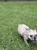 Pink , a female French Bulldog for sale in Dunnellon, FL – 8 of 9