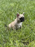 Yellow , a female French Bulldog for sale in Dunnellon, FL – 5 of 10